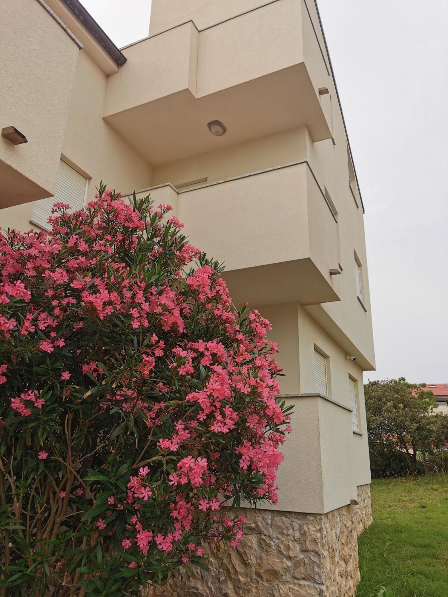 Apartments Riva Povljana Kültér fotó